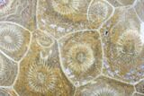 Polished Fossil Coral (Actinocyathus) - Morocco #85018-1